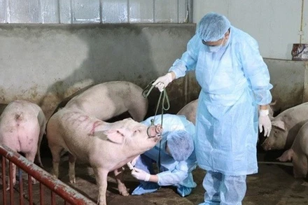 Thủ tướng Chính phủ Phạm Minh Chính vừa ký ban hành Công điện số 109/CĐ-TTg về việc triển khai quyết liệt, đồng bộ các giải pháp phòng, chống bệnh Dịch tả lợn châu Phi. (Ảnh: VGP)