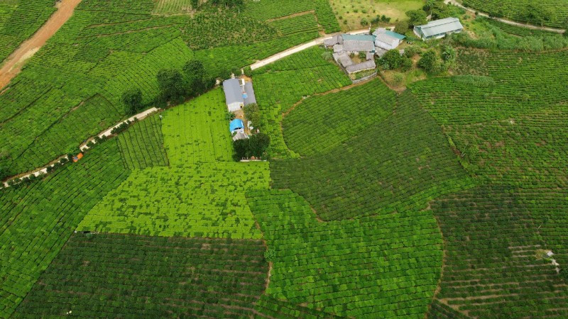 Xã Bản Lầu có hơn 2.500ha chè, mang lại nguồn thu nhập ổn định cho nhân dân.