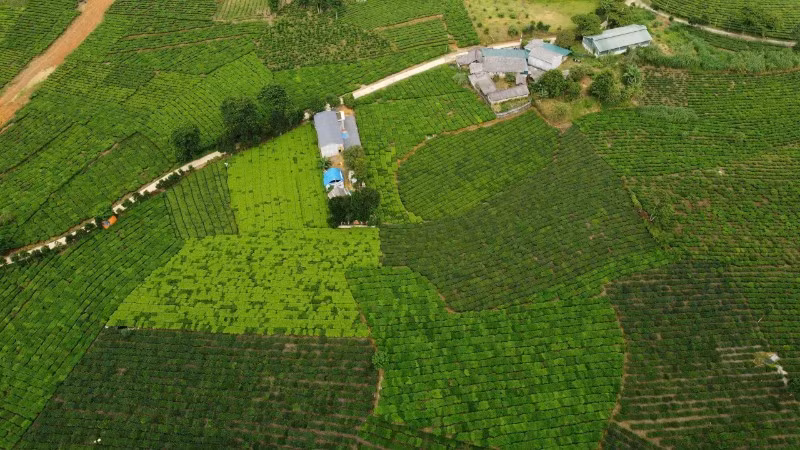 Xã Bản Lầu có hơn 2.500ha chè, mang lại nguồn thu nhập ổn định cho nhân dân.