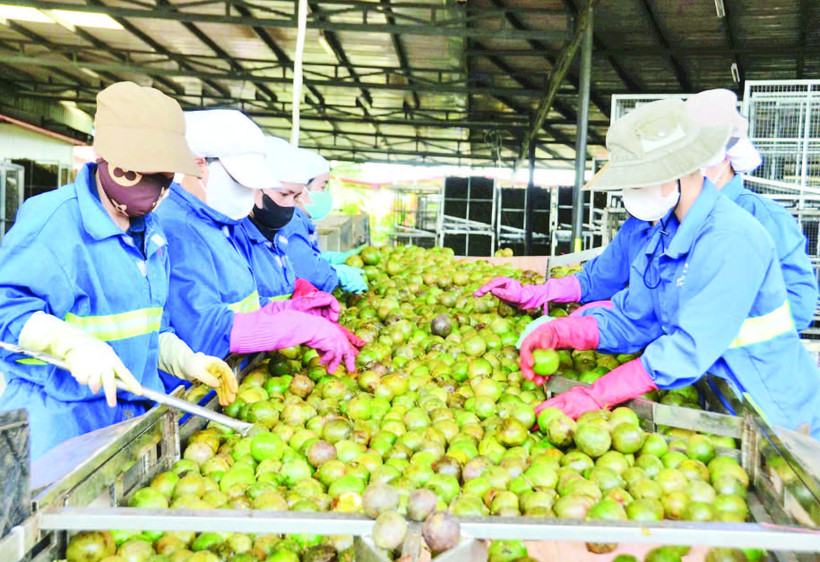 Dây chuyền tuyển chọn chanh dây bảo đảm chất lượng.