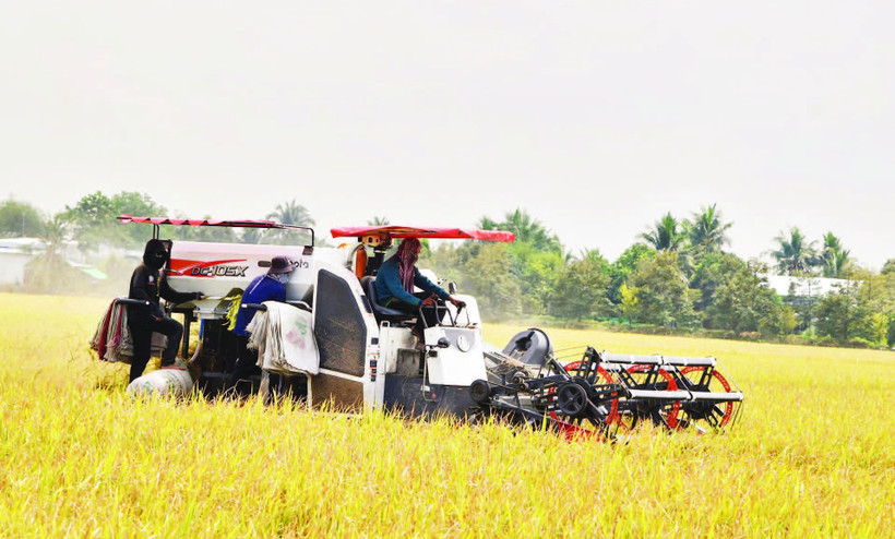 Nông dân xã Mỹ Thành, tỉnh Đồng Tháp thu hoạch lúa đông xuân 2025-2026.