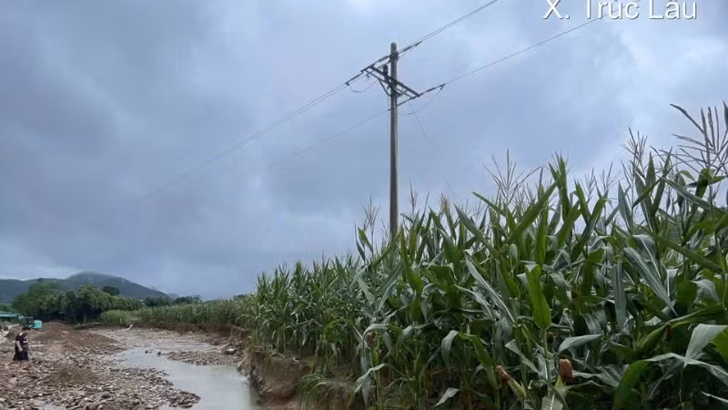 Một cột điện bị sạt lở sau bão tại xã Lục Yên (tỉnh Lào Cai).