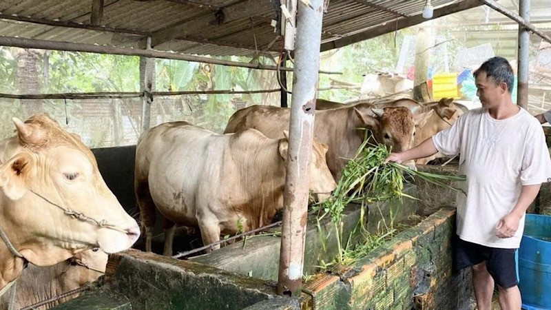 Nông dân Cần Thơ vay vốn chính sách nuôi bò, tạo việc làm, tăng thu nhập.