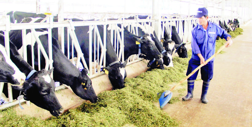 Trang trại nuôi bò sữa của doanh nghiệp tại xã Đơn Dương, tỉnh Lâm Đồng được đầu tư hiện đại.