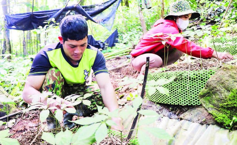 Xã Măng Ri hỗ trợ người dân mở rộng diện tích các cây trồng đặc hữu của địa phương như cà-phê, sâm Ngọc Linh và dược liệu để nâng cao.