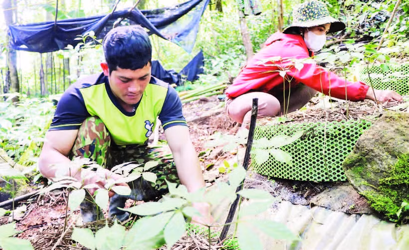 Xã Măng Ri hỗ trợ người dân mở rộng diện tích các cây trồng đặc hữu của địa phương như cà-phê, sâm Ngọc Linh và dược liệu để nâng cao.
