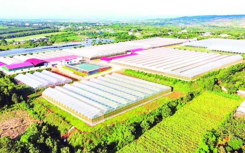 Gia Lai được coi là một trong những vùng trồng chanh leo lớn nhất cả nước.