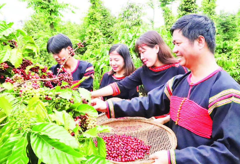 Nông dân phường Ea Kao, tỉnh Đắk Lắk thu hoạch cà-phê.