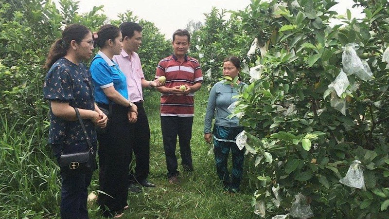 Cán bộ Ngân hàng Chính sách xã hội chi nhánh Cần Thơ động viên hộ vay vốn phát triển kinh tế vườn ở huyện Thới Lai.