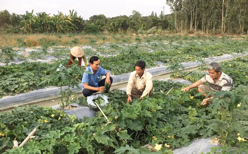 Nông dân xã Thới Hưng trồng hoa màu trên ruộng lúa cho thu nhập cao.