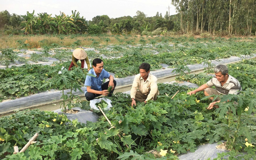 Nông dân xã Thới Hưng trồng hoa màu trên ruộng lúa cho thu nhập cao.