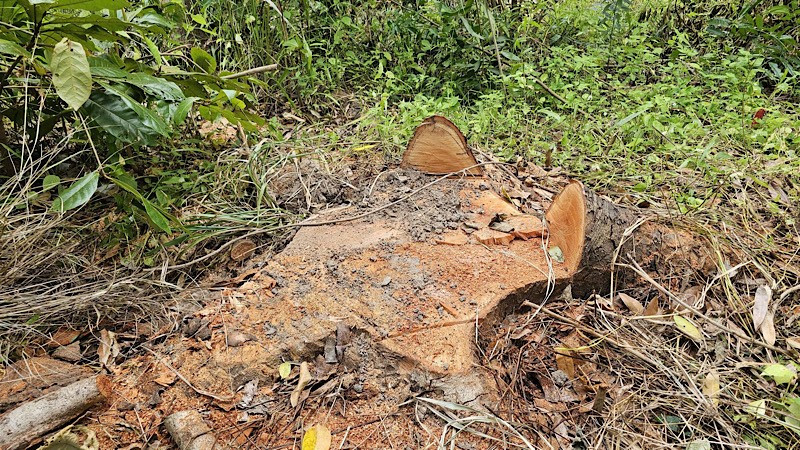 Công an Cần Thơ điều tra vụ 42 cây xanh bị chặt ở Khu văn hóa Hồ Nước Ngọt Cây xanh trong Khu văn hóa Hồ Nước Ngọt bị chặt còn trơ gốc.