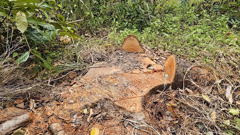 Cây xanh trong Khu văn hóa Hồ Nước Ngọt bị chặt còn trơ gốc.