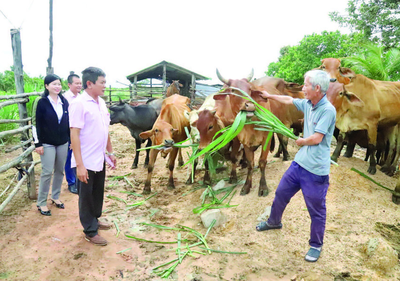 Mô hình chăn nuôi bò từ nguồn vốn vay tín dụng chính sách của gia đình ông Nguyễn Văn Tuấn ở thôn Thịnh Phú,xã biên giới Ia Lốp mang lại hiệu quả kinh tế cao.