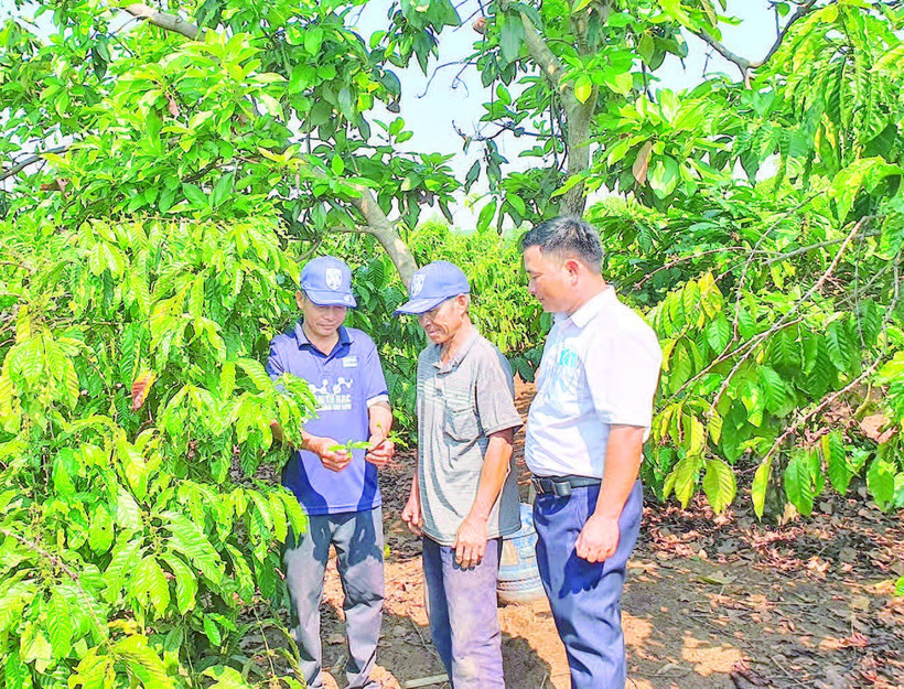 Cán bộ xã Mô Rai, tỉnh Quảng Ngãi (mới) hướng dẫn nông dân kỹ thuật chăm sóc cây cà-phê.