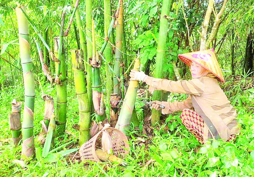 Bà Nguyễn Thị Sang thu hoạch măng tre trong vườn tre bốn mùa.