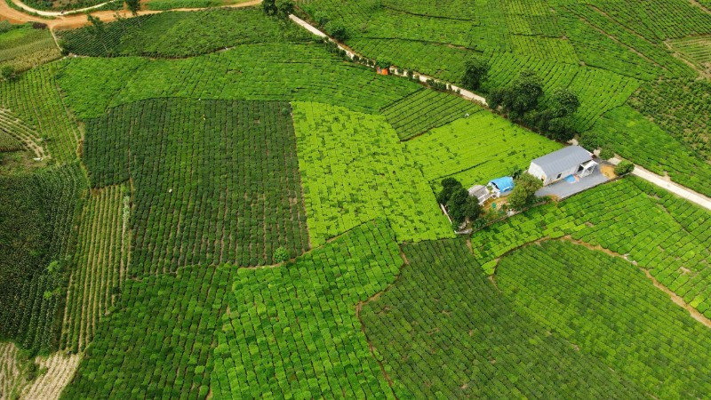 Những nương chè xanh mướt của Bản Lầu.