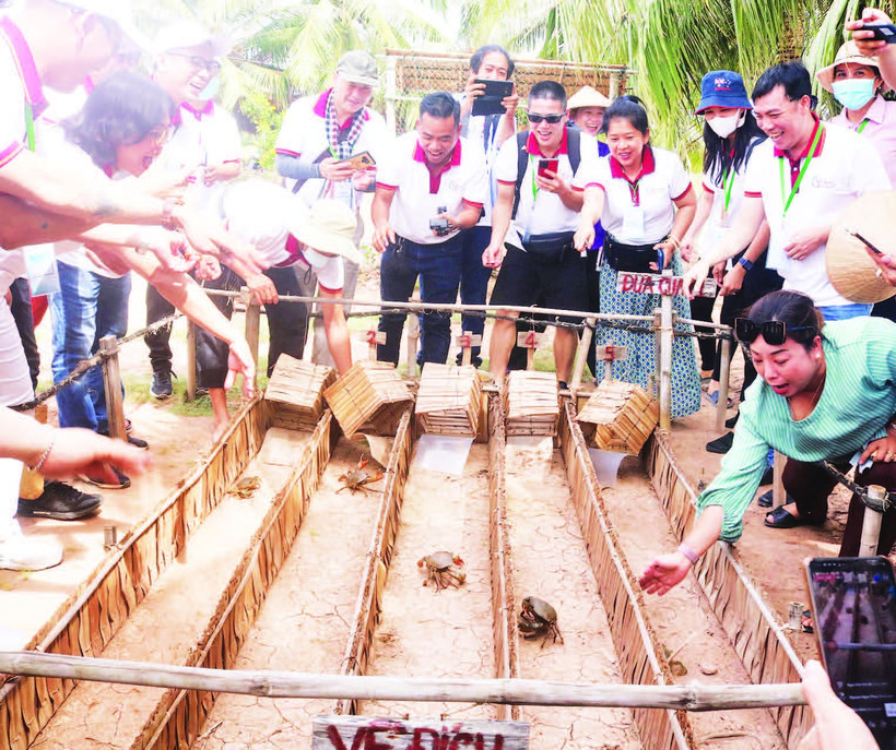 Du khách thích thú với trò chơi đua cua có thưởng tại điểm du lịch cộng đồng ấp Cồn Chim, xã Hòa Minh.