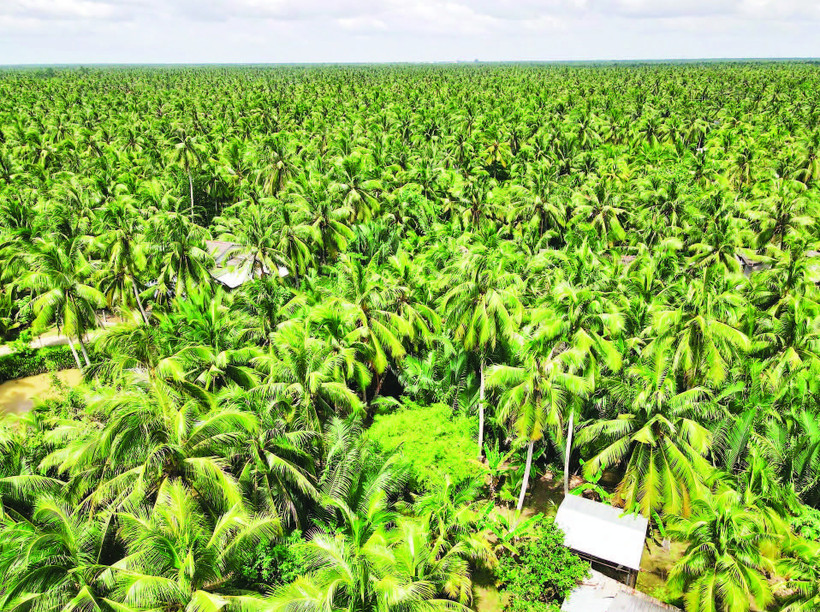 Tỉnh Vĩnh Long đang phát triển vườn dừa hữu cơ mang lại hiệu quả kinh tế cao.