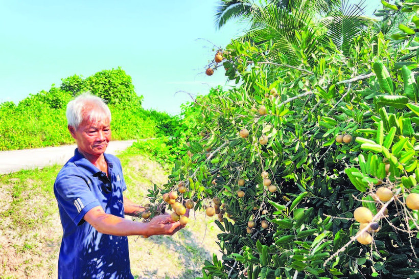 Gia đình ông Nguyễn Ngọc Lân khấm khá nhờ trồng cây nhãn xuồng đặc sản của địa phương.