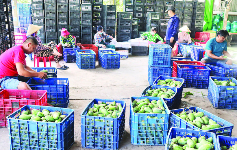 Các vựa xoài phân loại xoài cóc đưa ra thị trường.