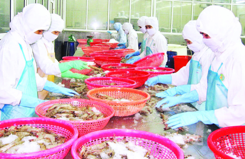 Chế biến tôm sú xuất khẩu ở thành phố Cần Thơ.