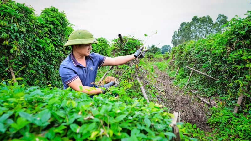 Gia đình anh Nguyễn Văn Điện ở thôn Lãn Tranh 1, xã Phúc Hòa, tỉnh Bắc Ninh đổi đời nhờ trồng sâm. (Ảnh: BẢO LONG)
