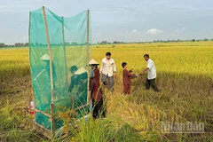 Nông dân tham gia mô hình lúa sinh thái, du lịch cộng đồng gắn với bảo tồn, phát triển sếu đầu đỏ.