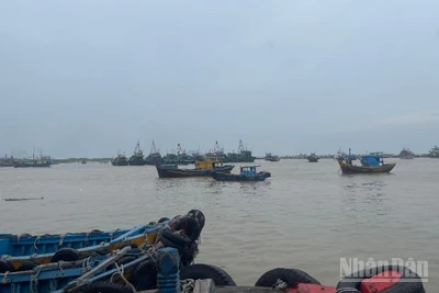 Nhiều tàu cá vào cảng cá La Gi.