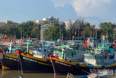 Nhiều tàu cá hết hạn đăng kiểm.