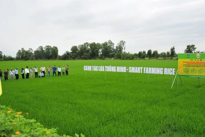 Mô hình canh tác lúa thông minh của Phân bón Bình Điền.