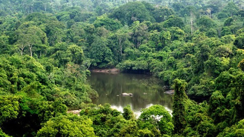 Khu bảo tồn Alto Maues của Brazil. (Nguồn: www.wwf.org.br/TTXVN)