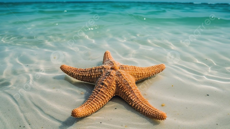 Một con sao biển. (Nguồn: Pngtree/TTXVN)