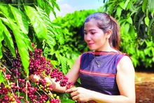 Canh tác cà-phê robusta theo hướng thuận tự nhiên, hướng đi bền vững góp phần nâng tầm thương hiệu cà-phê Việt Nam.