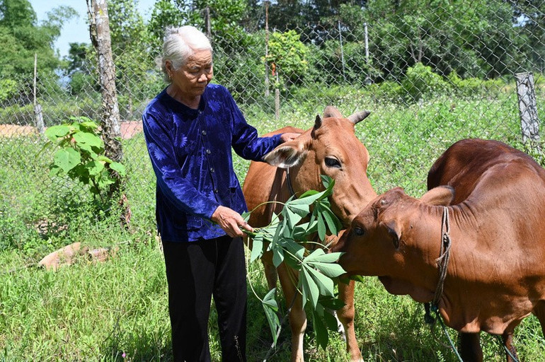 Mô hình chăn nuôi bò giúp người dân thoát nghèo. ban-sao-mo-hinh-chan-nuoi-bo-nai-giup-ba-le-thi-binh-o-thon-binh-minh-xa-huong-binh-huong-khe-vuon-len-trong-cuoc-song.jpg