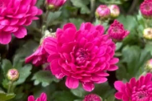 [Video] Chợ hoa Hàng Lược: Sắc Tết truyền thống giữa lòng Hà Nội