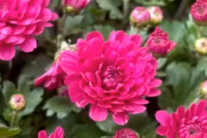 [Video] Chợ hoa Hàng Lược: Sắc Tết truyền thống giữa lòng Hà Nội