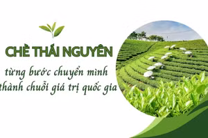 Chè Thái Nguyên từng bước chuyển mình thành chuỗi giá trị quốc gia