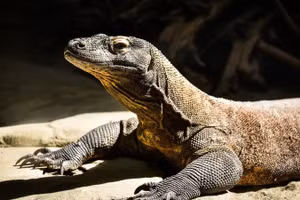 Indonesia triệt phá đường dây buôn lậu rồng Komodo quý hiếm (Ảnh: Helloflores)