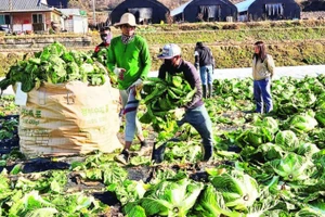 Công nhân nước ngoài làm việc tại một trang trại ở Chungcheongbuk-do, Hàn Quốc. (Ảnh Korea.net)