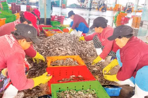 Phân loại thủy hải sản ở cảng cá Phan Thiết, tỉnh Lâm Đồng. (Ảnh THANH HẢI)