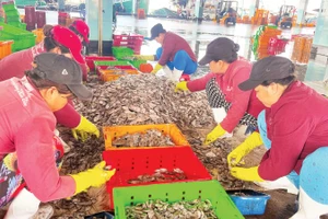 Phân loại thủy hải sản ở cảng cá Phan Thiết, tỉnh Lâm Đồng. (Ảnh THANH HẢI)