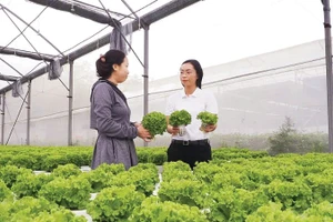 Sản xuất nông nghiệp công nghệ cao tại xã Nhuận Đức, Thành phố Hồ Chí Minh. (Ảnh: HOÀNG HÙNG)