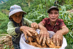 Thời điểm này, khoai mì đang được thương lái thu mua với giá chỉ hơn 1.600 đồng. Tuy nhiên, việc "vớt vát" những gì còn lại của vụ mùa đang là phương án khả thi hiếm hoi mà họ có, để ổn định lại cuộc sống.