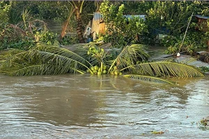 Sạt lở gây ngập vườn cây ăn trái. (Ảnh: BÁ DŨNG)