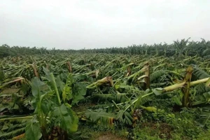 Hồ sơ miễn, giảm tiền thuê đất đối với diện tích đất sản xuất nông nghiệp bị thiệt hại do thiên tai được quy định rõ ràng và đơn giản hóa.