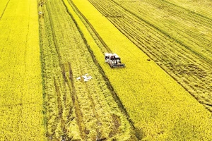 Thu hoạch lúa ở tỉnh An Giang. (Ảnh TTXVN)