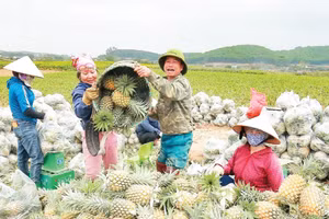 Những năm qua, người dân trồng dứa ở Nghệ An phấn khởi khi dứa được mùa được giá.