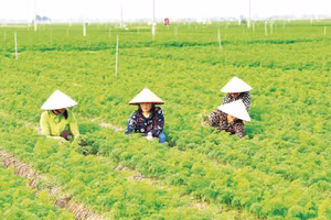 Mô hình trồng rau công nghệ cao của Hợp tác xã Rau quả sạch Chúc Sơn.