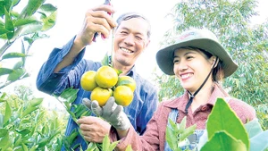 Nhiều mô hình trồng cây ăn quả đã tạo được chỗ đứng vững chắc trên thị trường, mang lại hiệu quả kinh tế cao.